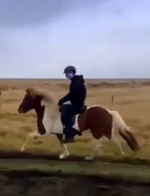 Geritten und bereit fürs Turnier, Islandpferde-aus-Island, Horses For Sale, Südisland