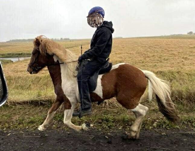 Geritten und bereit fürs Turnier, Islandpferde-aus-Island, Horses For Sale, Südisland