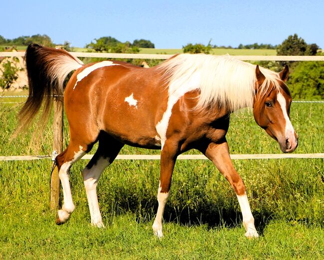 gerittener Pinto Araber mit 99,5% VA Anteil, Anne, Horses For Sale, Kehl