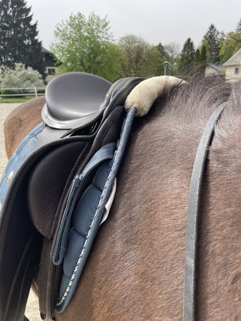 Bernd Zeitler Dressursattel 17 Zoll, Bernd Zeitler Bernd Zeitler Dressursattel, Lena, Dressage Saddle, Salzburg, Image 5