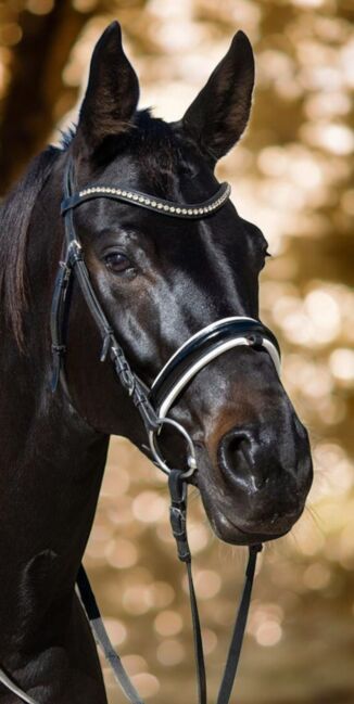 Beschreibung Trensenzaum Profi Rider aus Leder mit schwarz-weiß gepolstertem Lack-Nasenriemen.   De, Profi Rider, WOW Pferd  (WOW Pferd), Bridles & Headstalls, Bayern - Attenkirchen