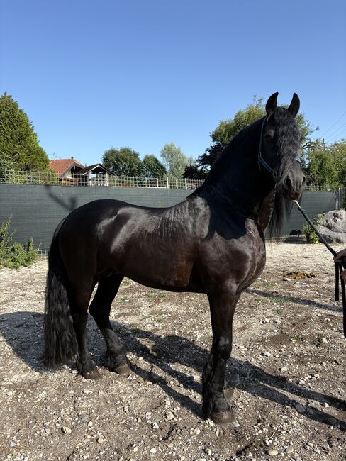Ein besonderer Hengst sucht einen Platz, Friedhelm Hanusch , Pferd kaufen, Feldkirchen