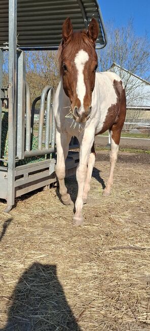 Best Spook Sohn in toller Farbe, Kerstin Rehbehn (Pferdemarketing Ost), Horses For Sale, Nienburg, Image 3