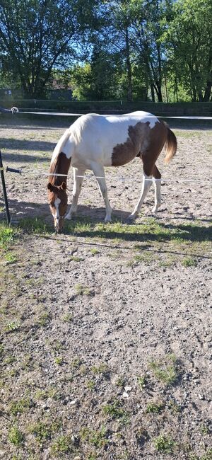 Best Spook Sohn in toller Farbe, Kerstin Rehbehn (Pferdemarketing Ost), Horses For Sale, Nienburg, Image 5