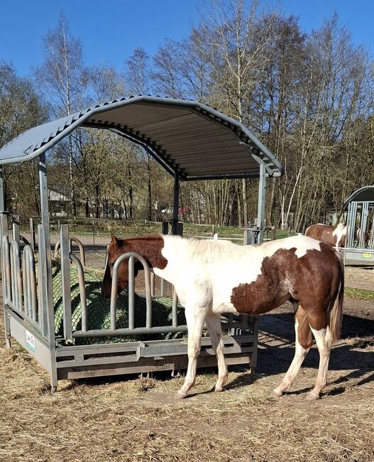 Best Spook Sohn in toller Farbe, Kerstin Rehbehn (Pferdemarketing Ost), Horses For Sale, Nienburg, Image 4
