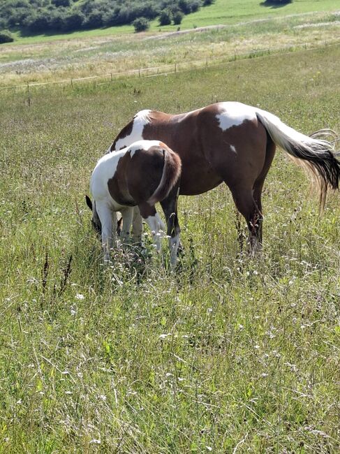 Best Spook Sohn in toller Farbe, Kerstin Rehbehn (Pferdemarketing Ost), Horses For Sale, Nienburg, Image 8