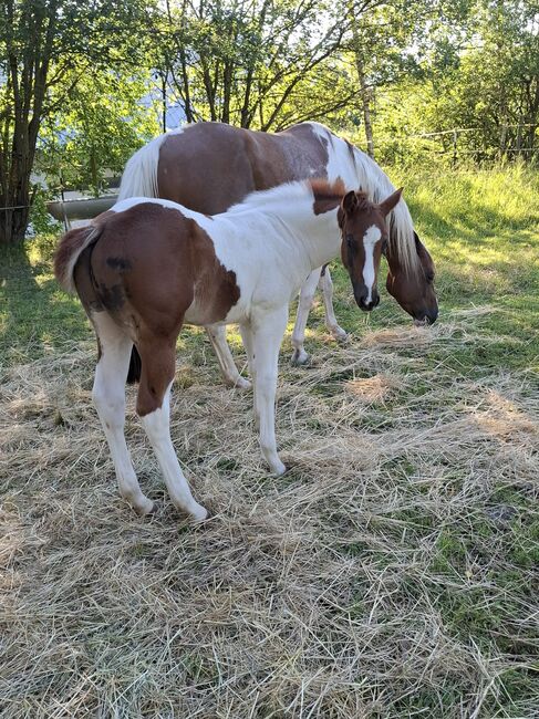 Best Spook Sohn in toller Farbe, Kerstin Rehbehn (Pferdemarketing Ost), Horses For Sale, Nienburg, Image 7