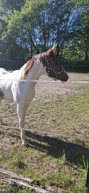 Best Spook Sohn in toller Farbe, Kerstin Rehbehn (Pferdemarketing Ost), Horses For Sale, Nienburg, Image 6