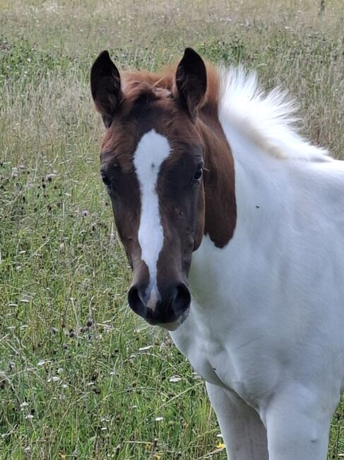 Best Spook Sohn in toller Farbe, Kerstin Rehbehn (Pferdemarketing Ost), Horses For Sale, Nienburg, Image 5