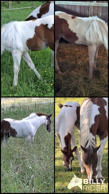 Best Spook Sohn in toller Farbe, Kerstin Rehbehn (Pferdemarketing Ost), Horses For Sale, Nienburg, Image 15