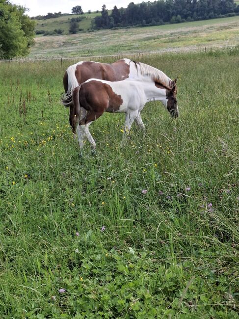 Best Spook Sohn in toller Farbe, Kerstin Rehbehn (Pferdemarketing Ost), Horses For Sale, Nienburg, Image 13