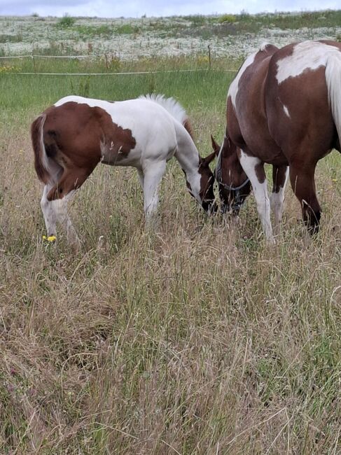 Best Spook Sohn in toller Farbe, Kerstin Rehbehn (Pferdemarketing Ost), Horses For Sale, Nienburg, Image 11