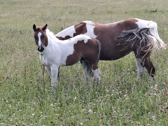 Best Spook Sohn in toller Farbe, Kerstin Rehbehn (Pferdemarketing Ost), Horses For Sale, Nienburg, Image 14