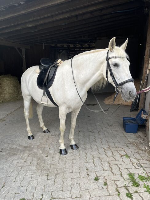 Lieber 17 Jährigen PRE Mix Wallach, Stephanie Fischer , Horses For Sale, Schmallenberg