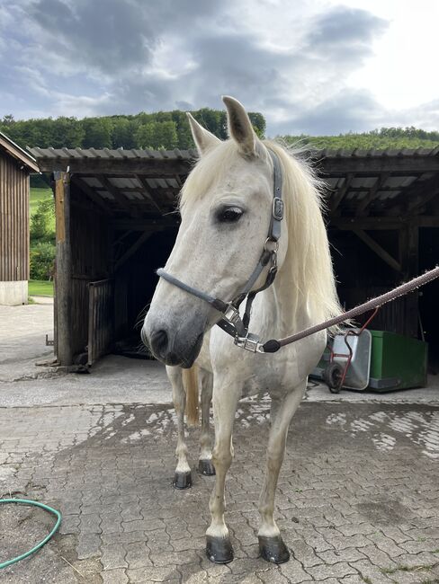 Lieber 17 Jährigen PRE Mix Wallach, Stephanie Fischer , Horses For Sale, Schmallenberg, Image 4