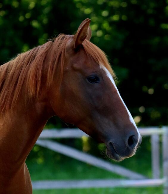 Ganz liebe Gunner/Jokers Enterprise Tochter, Kerstin Rehbehn (Pferdemarketing Ost), Horses For Sale, Nienburg, Image 3