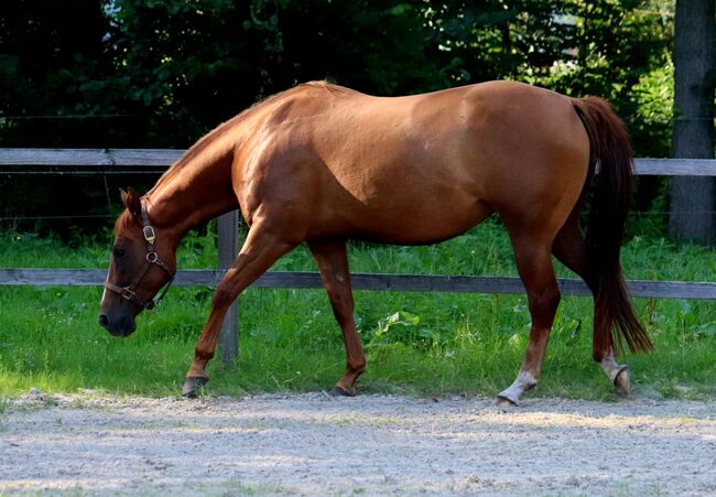 Ganz liebe Gunner/Jokers Enterprise Tochter, Kerstin Rehbehn (Pferdemarketing Ost), Horses For Sale, Nienburg