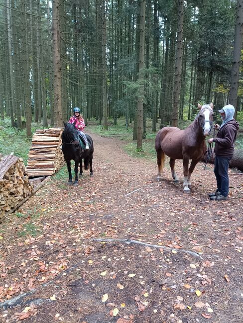 Liebe Stute für Anfänger, Petra, Horses For Sale, Steinkreuz, Image 3