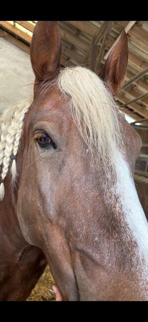 Liebe  Norikerstute, I.Colak, Horses For Sale, Willich, Image 2
