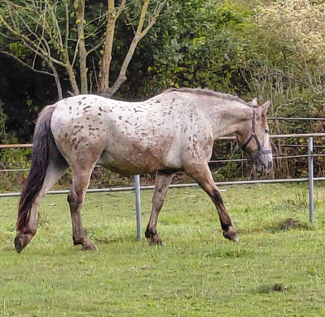 Liebes Freizeit/Beistellpferd, Fenja , Horses For Sale, Ratingen 