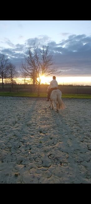 Liebes Reitpony • Allrounder • Freizeitpferd • Stute • 13 Jahre, Naemi Janzen, Horses For Sale, Kaarst, Image 2