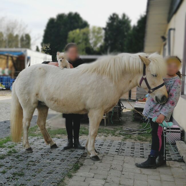 Liebes Reitpony • Allrounder • Freizeitpferd • Stute • 13 Jahre, Naemi Janzen, Horses For Sale, Kaarst, Image 11