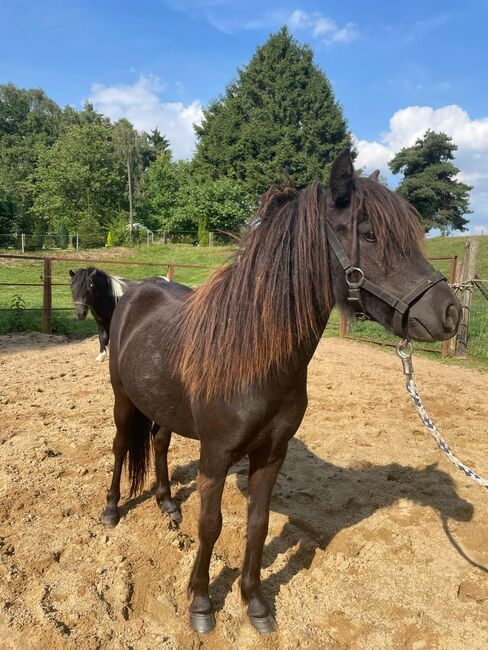 Liebe Shettys abzugeben, Marcel S , Horses For Sale, Mettmann , Image 10