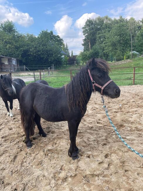 Liebe Shettys abzugeben, Marcel S , Horses For Sale, Mettmann , Image 11