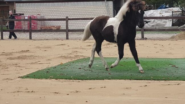 Zauberhafte und coole 5 Gängerin mit Megamähne, Martina Holz, Horses For Sale, Nauen/ OT Markee, Image 7