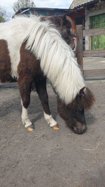 Zauberhafte und coole 5 Gängerin mit Megamähne, Martina Holz, Horses For Sale, Nauen/ OT Markee, Image 8