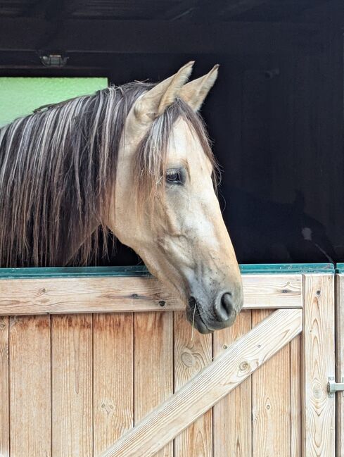 Zauberhafte PRE Stute in Sonderfarbe, Larissa Lea, Horses For Sale, St. Pölten