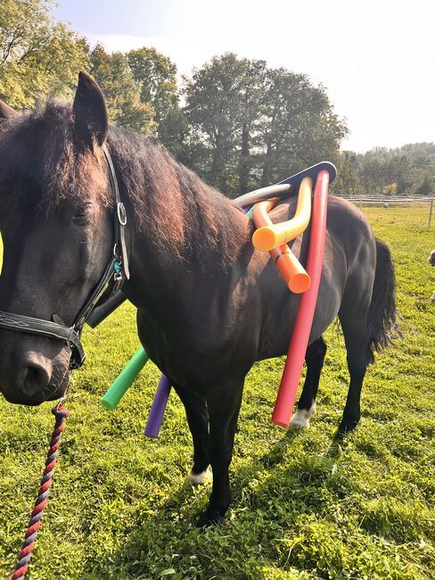 Verlasspferd Familienpferd, Julia, Horses For Sale, Nordkirchen, Image 2
