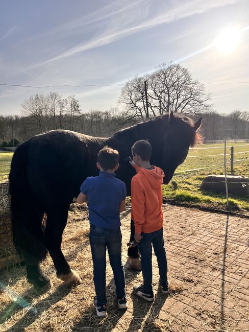 Verlasspferd Familienpferd, Julia, Horses For Sale, Nordkirchen