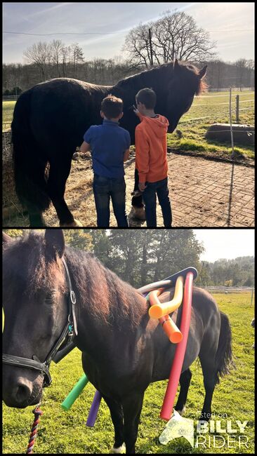 Verlasspferd Familienpferd, Julia, Horses For Sale, Nordkirchen, Image 3