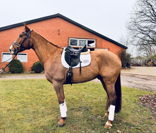 Verlasspferd/Dressurpferd, Laila Przybylak, Horses For Sale, Eyendorf 