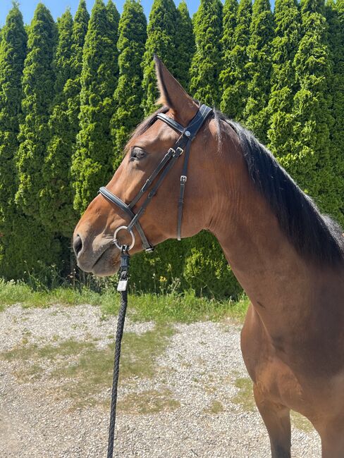 Verlasspferd sucht Traumzuhause, Hannah, Horses For Sale, Bischofshofen, Image 3