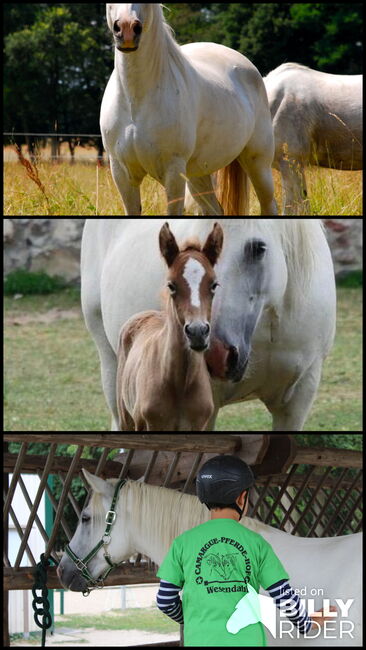 zuverlässige Camarguestute, Camargue-Pferde-Hof Wesendahl, Horses For Sale, Altlandsberg, Image 4