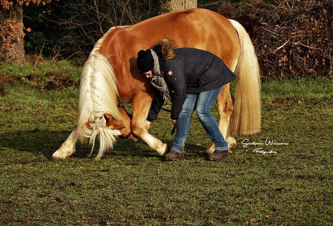 Zuverlässige und charakterstarke Partnerin, Kerstin Rehbehn (Pferdemarketing Ost), Horses For Sale, Nienburg, Image 8