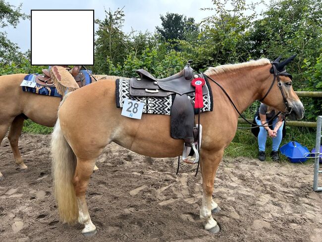 Zuverlässige und charakterstarke Partnerin, Kerstin Rehbehn (Pferdemarketing Ost), Horses For Sale, Nienburg