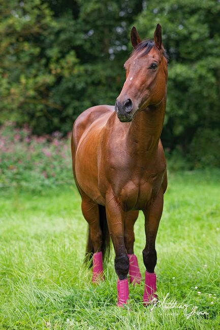 Zuverlässiger Freizeitpartner, Viktoria, Horses For Sale, Uetze