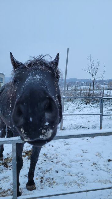 Pflegebeteiligung mit späterer Möglichkeit zur Reitbeteiligung, Antje Wildmann , Horse Sharing, Nieder-Wiesen , Image 4