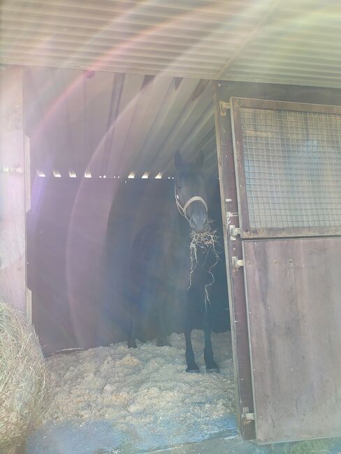 Pflegebeteiligung mit späterer Möglichkeit zur Reitbeteiligung, Antje Wildmann , Horse Sharing, Nieder-Wiesen , Image 2