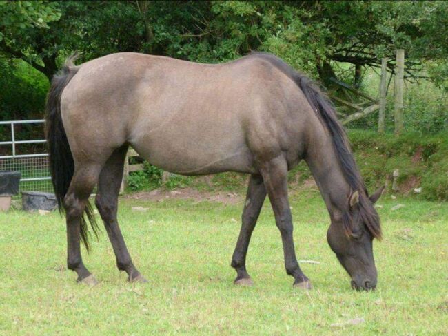 Bewährte grullo QH Zuchtstute aus alter Reining- und Cutting-Linie, Kerstin Rehbehn (Pferdemarketing Ost), Pferd kaufen, Nienburg