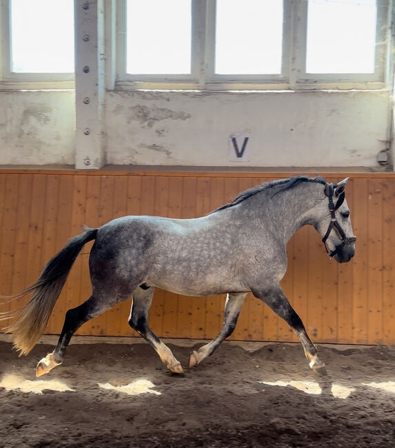 Bewegungsstarker PRE, Ares , Pferd kaufen, Leipzig 