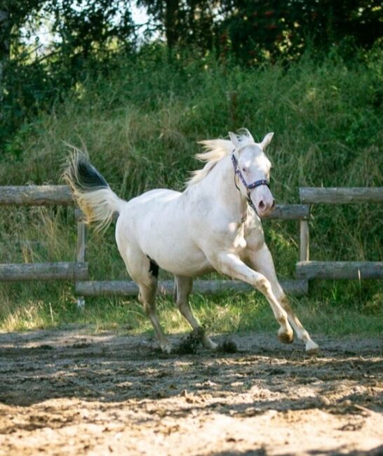 Bezaubernde Paint Horse  Stute 2023 APHA, Rainer, Pferd kaufen, Wernigerode