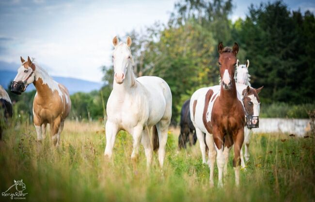 Bezaubernde Paint Horse  Stute 2023 APHA, Rainer, Pferd kaufen, Wernigerode, Abbildung 2