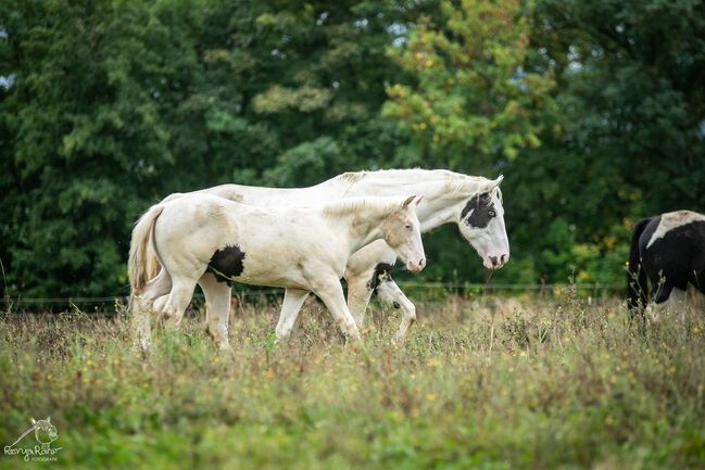 Bezaubernde Paint Horse  Stute 2023 APHA, Rainer, Pferd kaufen, Wernigerode, Abbildung 4