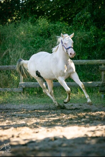 Bezaubernde Paint Horse  Stute 2023 APHA, Rainer, Pferd kaufen, Wernigerode, Abbildung 7