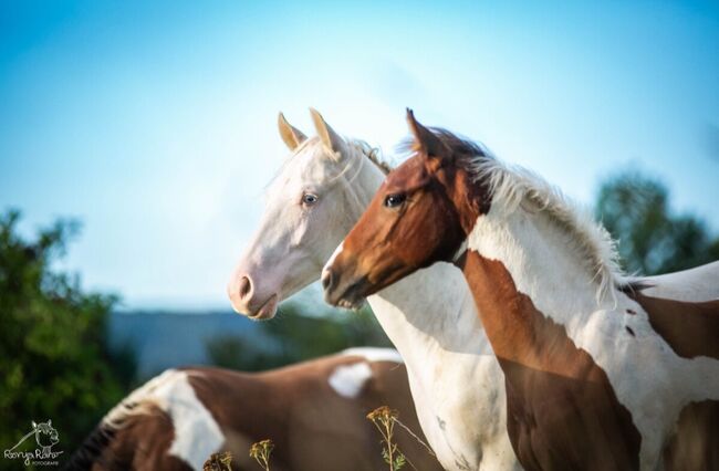 Bezaubernde Paint Horse  Stute 2023 APHA, Rainer, Pferd kaufen, Wernigerode, Abbildung 8