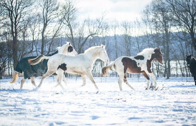 Bezaubernde Paint Horse  Stute 2023 APHA, Rainer, Pferd kaufen, Wernigerode, Abbildung 10